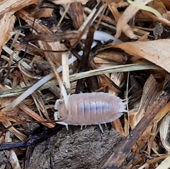 Porcellio incanus