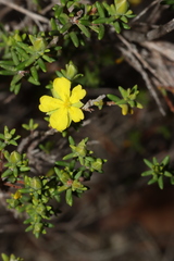 Hibbertia devitata