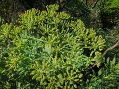 Notobubon laevigatum