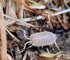 Porcellio incanus