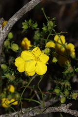 Hibbertia devitata