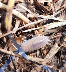 Porcellio incanus