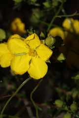 Hibbertia devitata