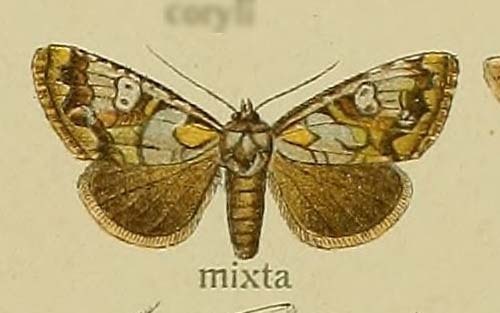 Euromoia