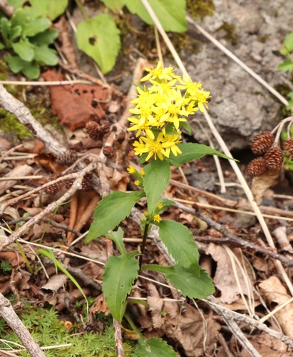 Solidago decurrens (Solidago decurrens)