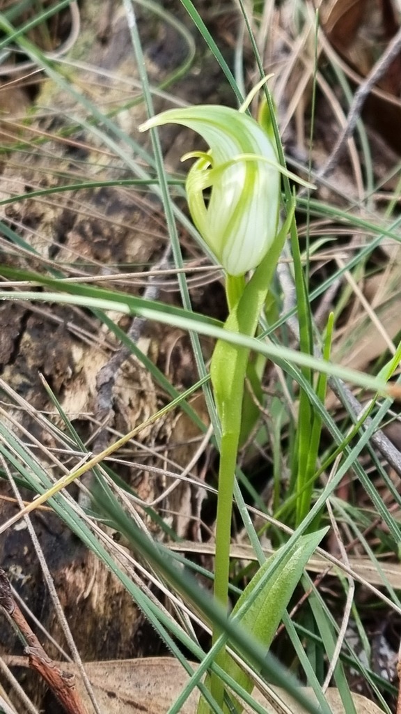 Pterostylis alpina