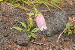Campanula punctata hondoensis