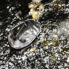 Adomerus biguttatus
