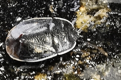 Adomerus biguttatus