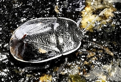 Adomerus biguttatus
