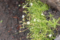 Stellaria nipponica nipponica