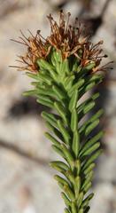 Campylostachys cernua