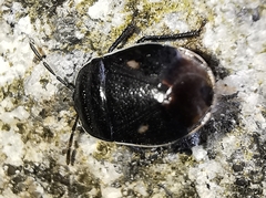 Adomerus biguttatus