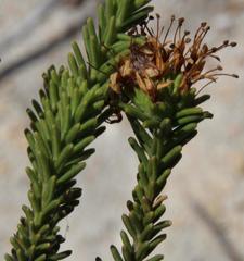 Campylostachys cernua