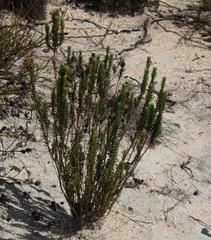 Campylostachys cernua