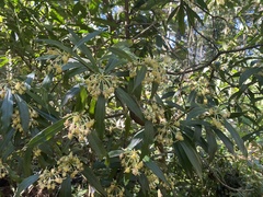 Tasmannia insipida