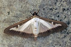 Cydalima perspectalis