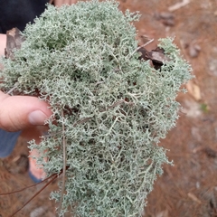 Cladonia crispatula