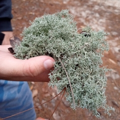 Cladonia crispatula