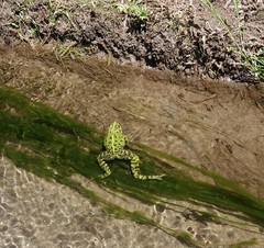 Pelophylax perezi