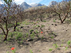 Brunsvigia marginata