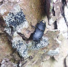 Dorcus parallelipipedus