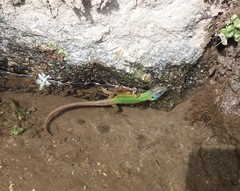 Lacerta schreiberi