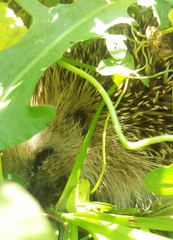 Erinaceus europaeus