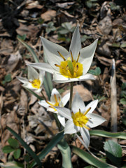 Tulipa bifloriformis