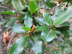 Apodytes dimidiata dimidiata