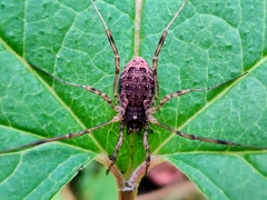 Oligolophus
