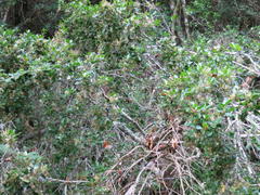 Apodytes dimidiata dimidiata