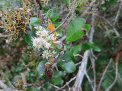 Apodytes dimidiata dimidiata