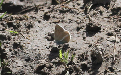 Polyommatus damon