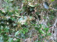 Apodytes dimidiata dimidiata