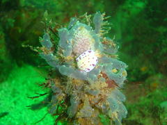 Hypselodoris capensis