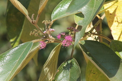 Callicarpa tomentosa