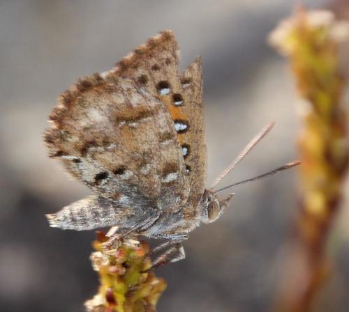 Veined Russet photo 3