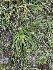 Bulbine vagans