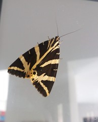 Euplagia quadripunctaria