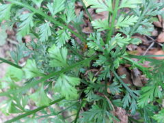 Asplenium rutifolium