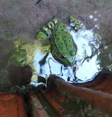 Pelophylax perezi