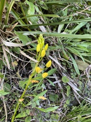Bulbine vagans