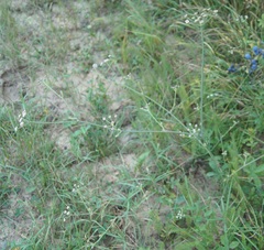 Seseli pallasii