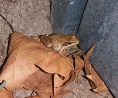 Rana iberica