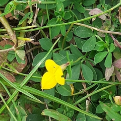 Lotus corniculatus