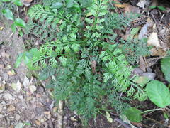 Asplenium rutifolium