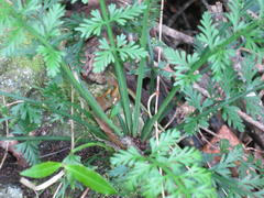 Asplenium rutifolium