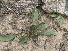 Solidago leiocarpa