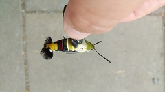 Cephonodes hylas